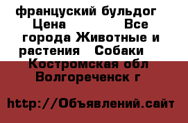 француский бульдог › Цена ­ 40 000 - Все города Животные и растения » Собаки   . Костромская обл.,Волгореченск г.